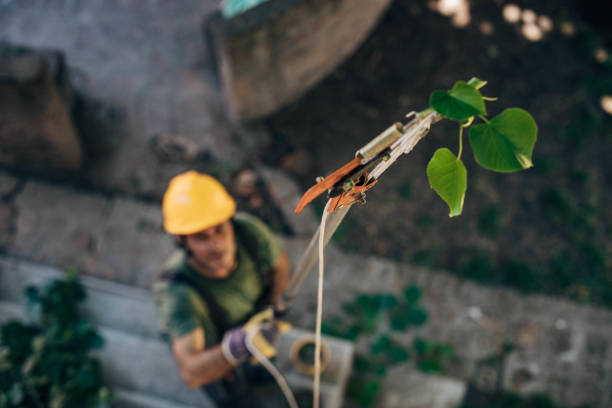 How Our Tree Care Process Works  in Grand Meadow, MN